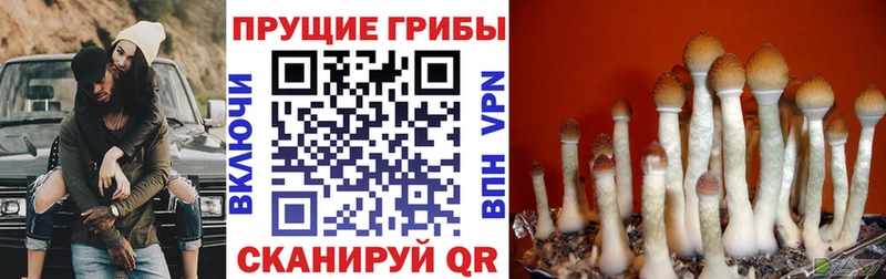 ОМГ ОМГ как войти  Железноводск  Галлюциногенные грибы MAGIC MUSHROOMS 